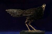 藍腹鷴藏品圖，第1張